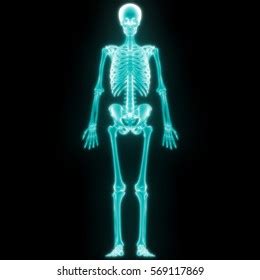 Human Skeleton Anatomy 3d Stock Illustration 569117869 | Shutterstock