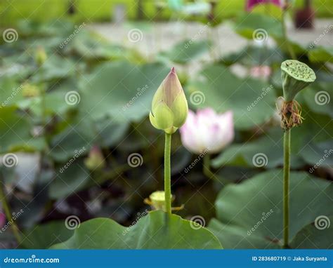 A Pink Nelumbo Nucifera Lotus Flower With Its Green Leaves Background