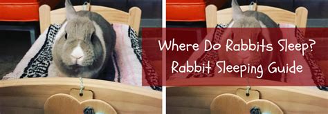 Where Do Rabbits Sleep Top Bedding And Rabbit Behavior Guide