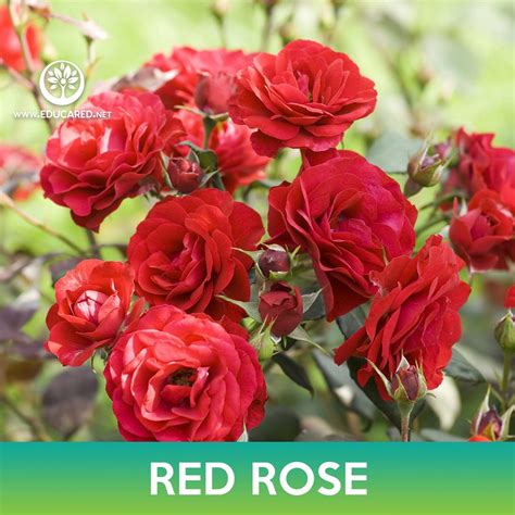 Red Rose Seeds - Etsy