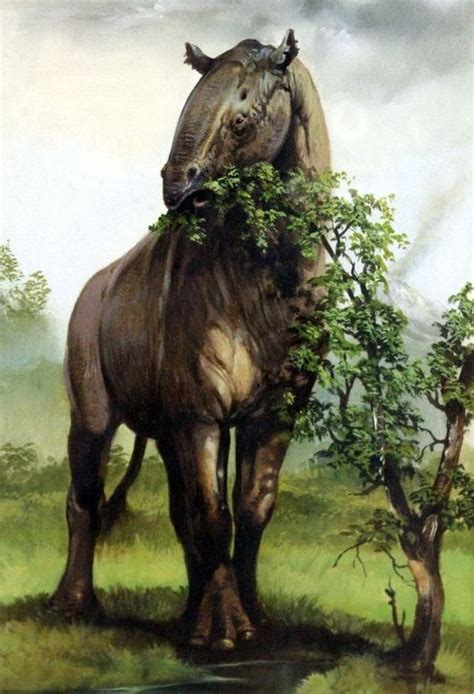 Paraceratherium Ancient Animals Prehistoric Animals Extinct Animals