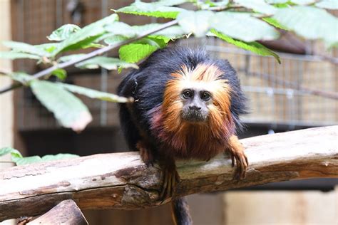 Görlitzer Tierpark freut sich über staatlichen Corona Zuschuss