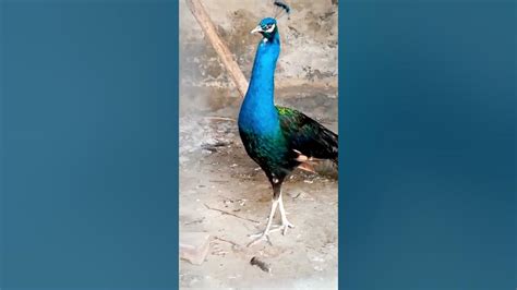 Peacock 🦚🍀 Youtube