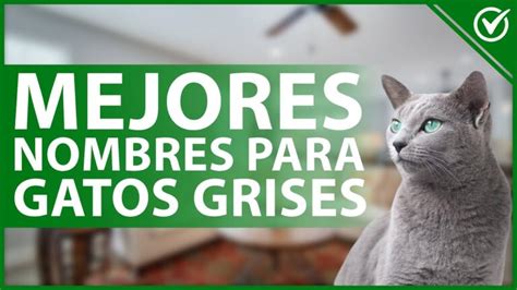 Descubre El Mejor Nombre Para Gatos Grises Machos Ideas Nicas En Solo