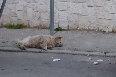 Legano Un Cane Ad Un Palo Senza Acqua E Cibo Lasciandolo Morire Orrore