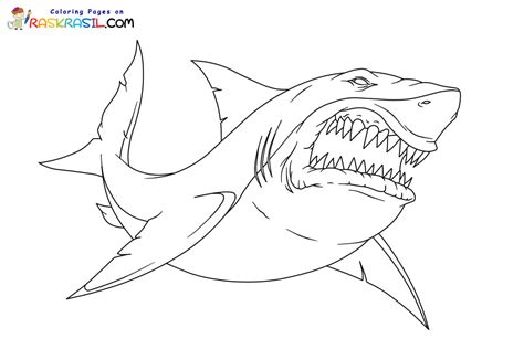 Coloriage Requin à imprimer