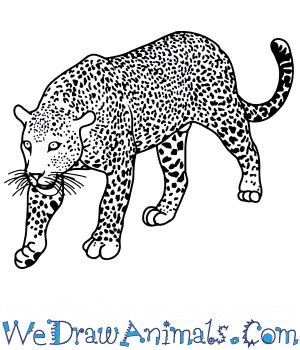 How to Draw a Realistic Jaguar