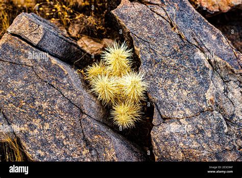 Small Cholla Cactus Growing Between The Rocks In The Desert Stock Photo