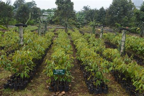 Cara Mudah menanam Pohon Durian Montong Agar Cepat Berbuah - Dzargon