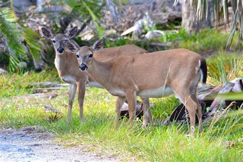 Nice nature hikes - Review of National Key Deer Refuge, Big Pine Key ...