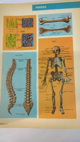 Conoce El Cuerpo Humano Cartilla Escolar 3 Libros En Venta En Caseros