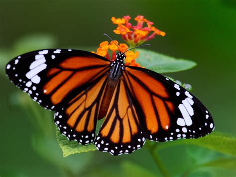 Common Tiger Butterfly Butterflies Of Chhattisgarh Inaturalist