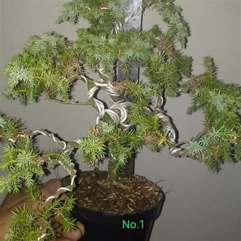 Jual Tanaman Bonsai Cemara Duri Juniferus Rigida Kab Bandung Barat