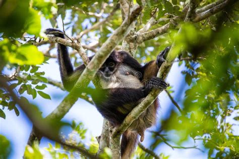 Cute Adorable Spider Monkey Close Up Natural Habitat in Jungle Stock Photo - Image of branch ...