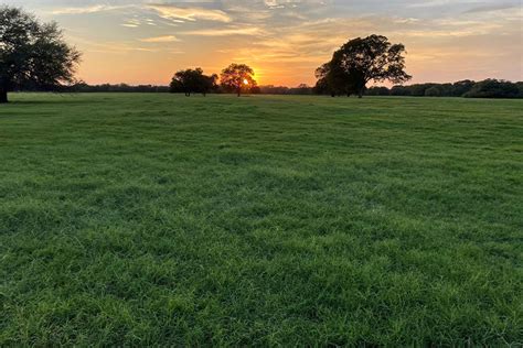 Rebuilding the cattle herd starts with pasture management - Texas Farm ...