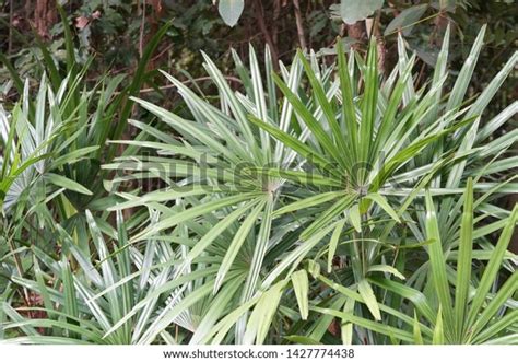 Rhapis Excelsa Known Broadleaf Lady Palm Shutterstock