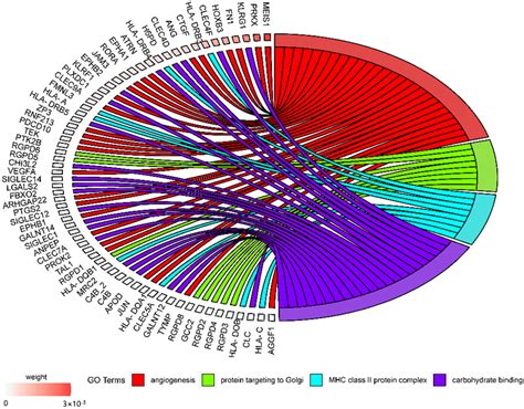 Chord Diagram Obtained By Go Enrichment Analysis Among The Top