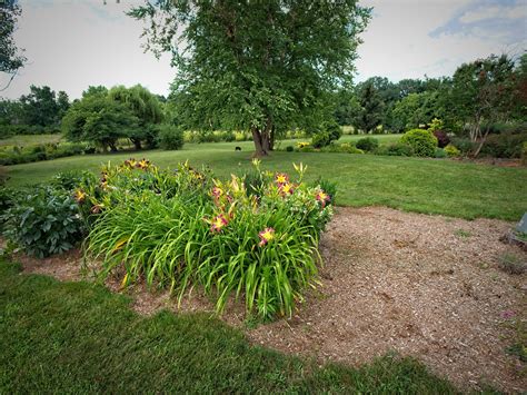 Hemerocallis Fitzadilly Daylily T Hemerocallis Flickr