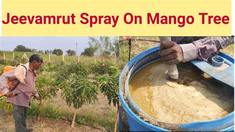 Jeevamrut Spray On Mango Tree आम के पेड़ पर जीवामृत का छिड़काव Youtube