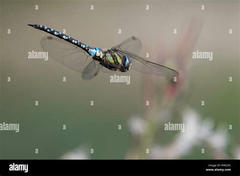 Hawker Dragonfly In Flight Hi Res Stock Photography And Images Alamy