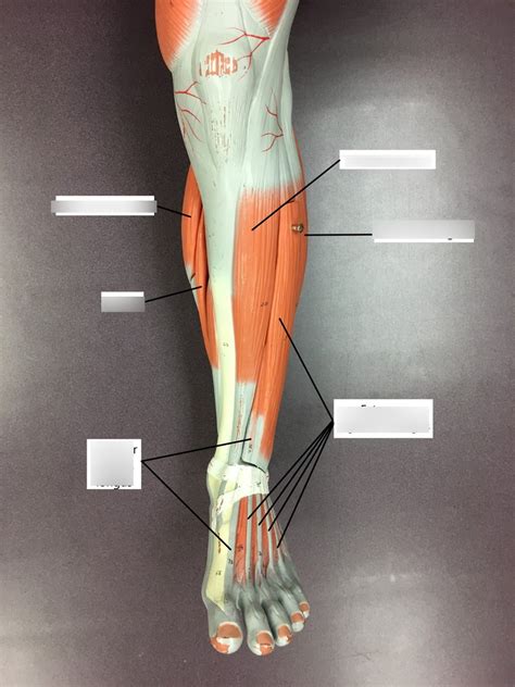 Lower Leg Anterior View Diagram Quizlet