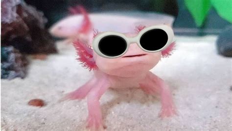 Ajolote Con Lentes Descubre C Mo Este Adorable Anfibio Se Convierte En