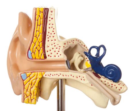 Labyrinthitis And Vestibular Neuritis Ohio State Medical Center