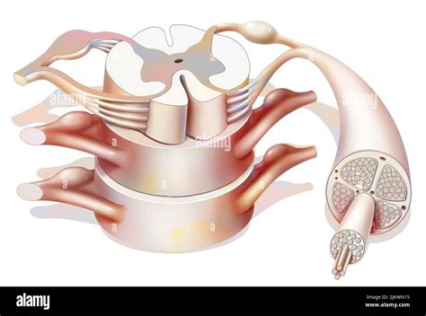 Estructura de la médula espinal y de los nervios espinales Fotografía