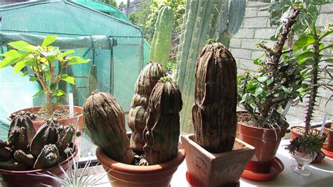 Euphorbia Obesa Euphorbia Obesa X Globosa Succulent Plants In Flower