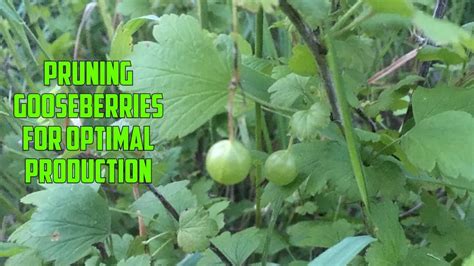 How To Prune A Gooseberry Bush Youtube