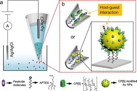 Schematic Illustration Of Silica Nanopipette Sensor Based On Hostguest