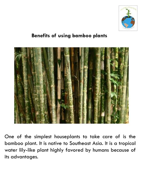 Benefits of using bamboo plants by World Wide Plantology - Issuu