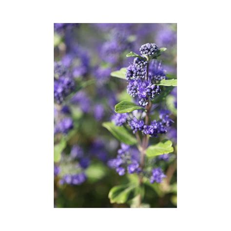 Caryopteris x clandonensis 'Grand Bleu' plants | Thompson & Morgan