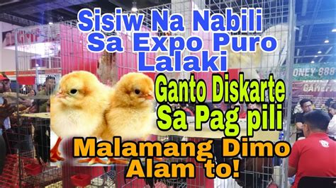 Ganto Pla Pag Pili Ng Lalaki Na Sisiw Sa Expo YouTube