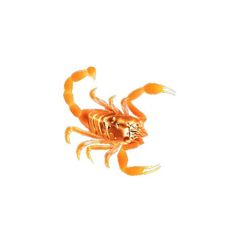 an orange scorpion on a white background