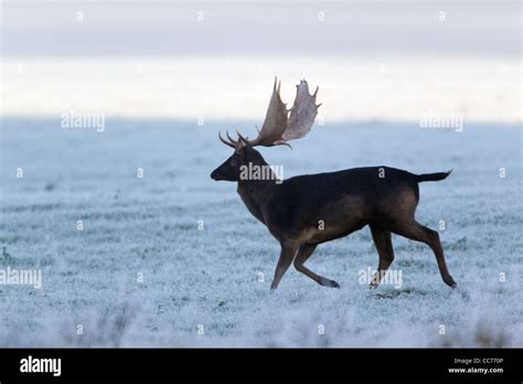 Black fallow deer hi-res stock photography and images - Alamy