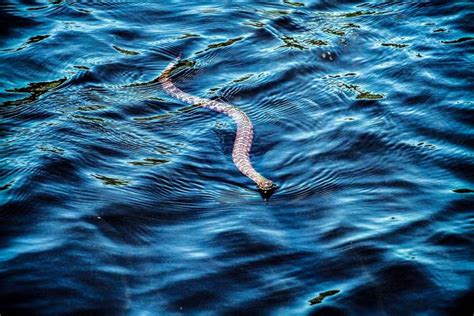 Coachwhip Snake: What You Need to Know About This Southern U.S. Serpent ...