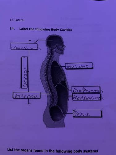 Body Systems Flashcards Quizlet