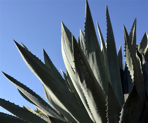 Best desert plants: 6 drought-tolerant shrubs and flowers | Homes & Gardens