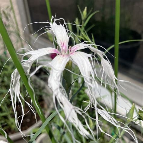 松阪駅前の牛さん、松阪撫子の花飾りを付けました 松阪市観光協会