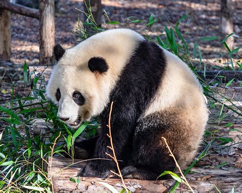 China Panda Tours Chengdu Panda Volunteer Packages