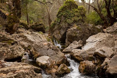 Premium Photo | A stream in the forest with a rock formation in the ...