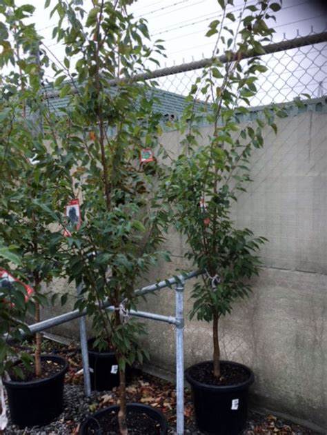 Zelkova Serrata Musashino Wholesale Nursery Nurseries In Melbourne