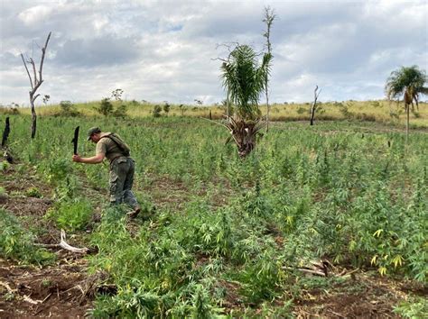 Operação entre Paraguai e Brasil destrói 260 hectares de roças de