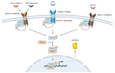 TGFβ Activin A Responsive Luciferase Reporter HEK293 Cell Line