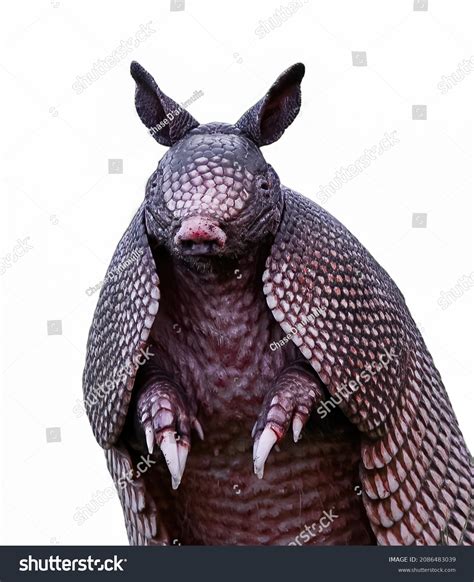 382 Armadillo Face Images, Stock Photos & Vectors | Shutterstock