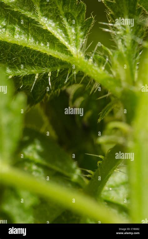 Cause Of Nettle Rash Common Stinging Nettles In Close Up Detail Showing