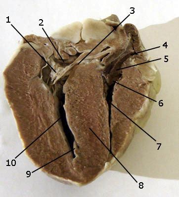 Cow Heart Labeling Diagram Quizlet