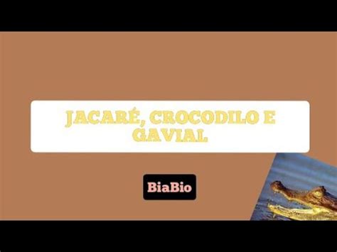 Jacar Crocodilo E Gavial Youtube