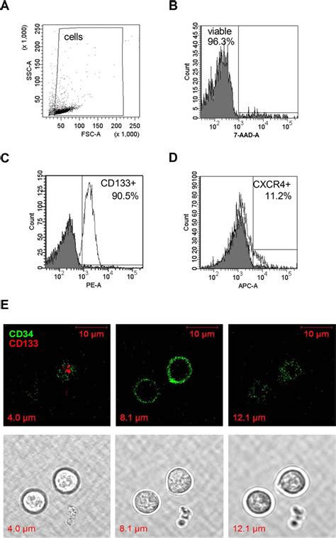 Characterization Of Freshly Isolated Cd133⁺ Cells A Cd133⁺ Cells